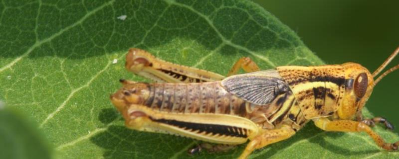 蝗虫属于昆虫吗，附防治蝗虫的农业方法