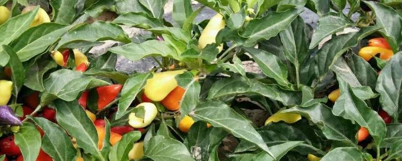 五彩辣椒的播种时间，有哪些价值