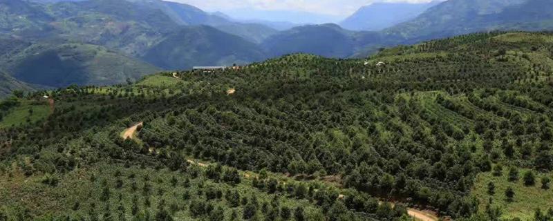 山地适合种植哪些药材和树木，山地在几百米以上