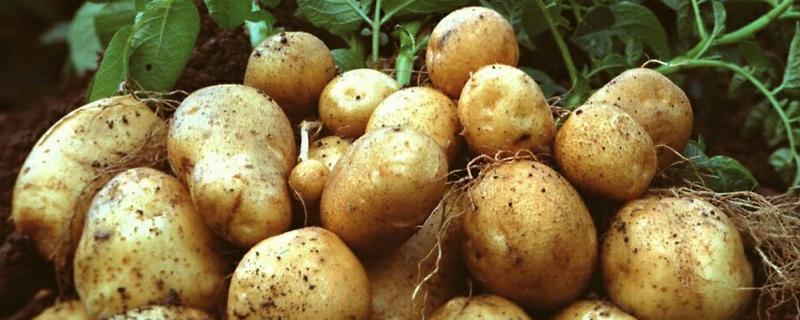 荷兰土豆产自哪里，附引进中国时间