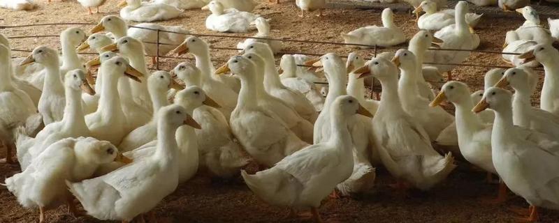 养鸭子为什么会出现腹泻？养鸭子如何预防疾病