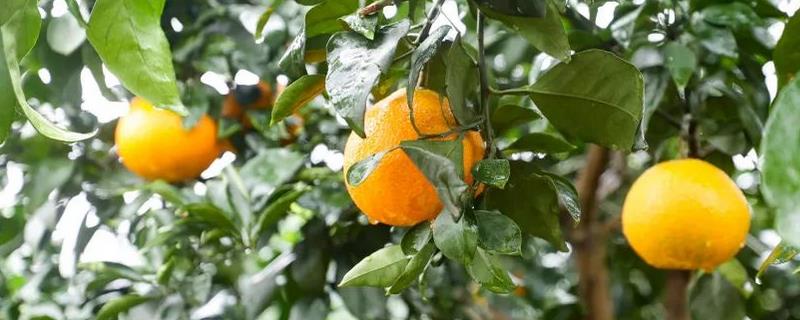 什么水果适合在赣州种植，附常见水果的种植条件