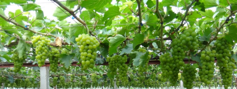 大棚葡萄种植方法，有哪些技术要点