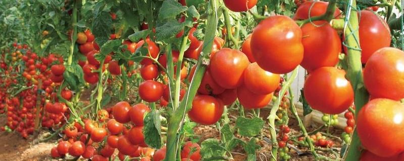 番茄几月份成熟，番茄有哪些常见的品种
