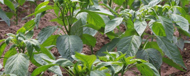 种植辣椒使用什么肥料，附施肥注意事项