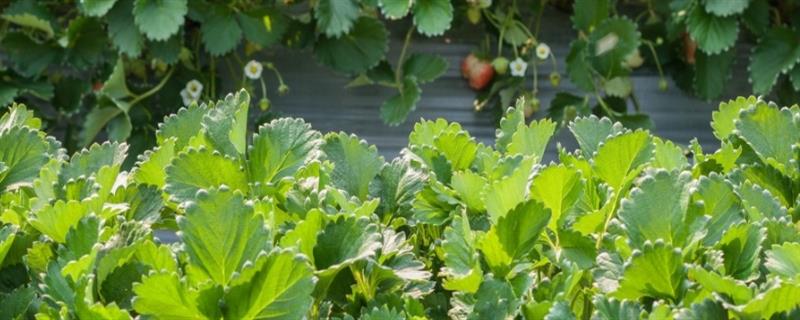 草莓叶发生药害怎么解决，附草莓盆栽养护方法