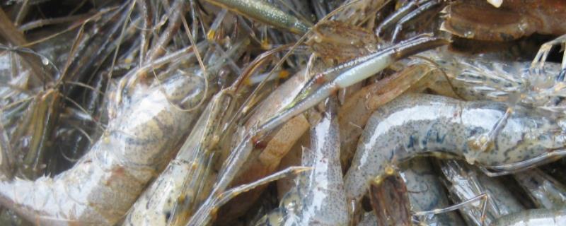 河虾一般吃哪些食物，怎么养殖