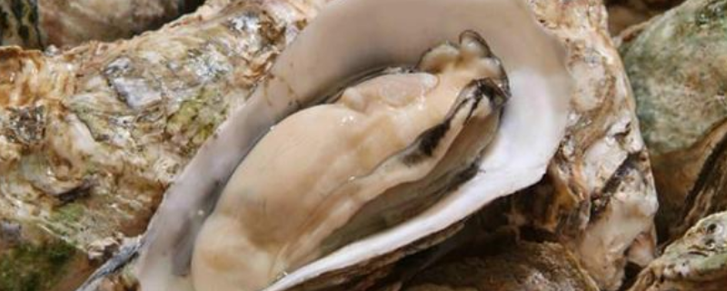 新鲜牡蛎怎么保存，剥好的牡蛎肉怎么保存