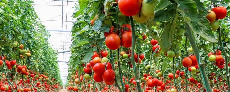 温室番茄栽培方法，有具体五点需掌握