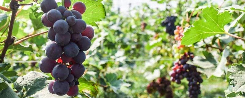 露天葡萄的种植技术，种植技术的具体要点