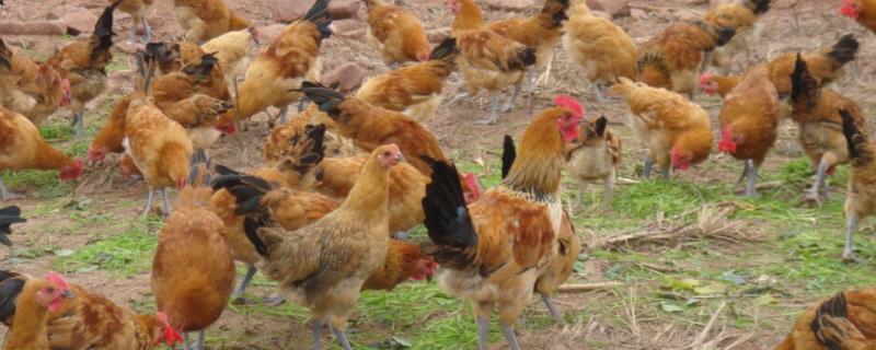哪些因素会影响土鸡的养殖成功率，主要有三大因素