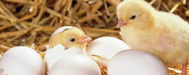 雏鸡什么时候开食比较好，雏鸡育雏技术要点有哪些