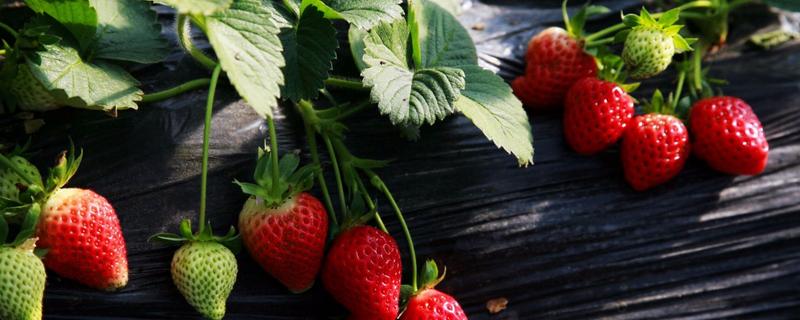 草莓发生药害该怎么解决，附草莓生长习性