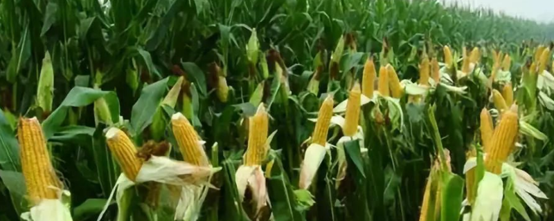 玉米是什么科目的植物，常见品种有哪些