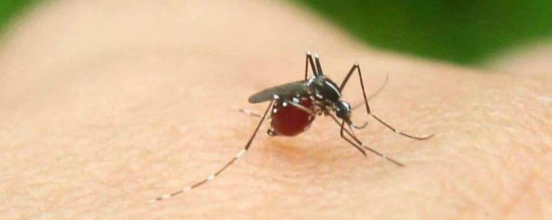 夏季应该怎么防止蚊虫叮咬，家里可以做些什么防蚊虫措施