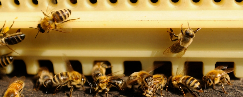 蜜蜂的发育过程，主要有这三个时期