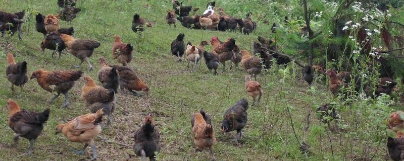 果园散养土鸡舍建造方案，附散养的好处和饲养管理