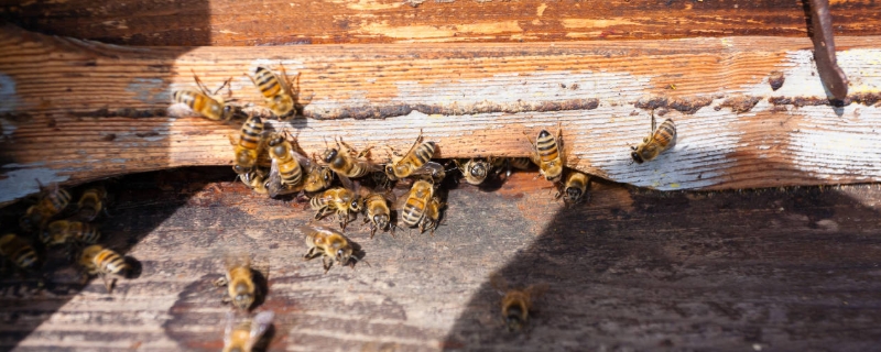 蜜蜂的群体生物学特性，蜜蜂的行为