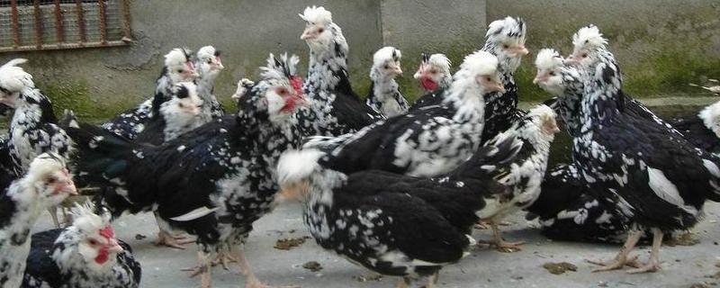 贵妃鸡的养殖技术，附生产性能、孵化技术、饲养管理、疾病预防和治疗