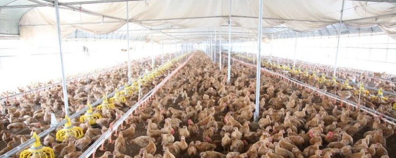 肉鸡养殖大棚建设方法，有什么优势