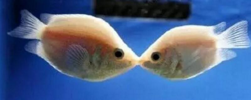 接吻鱼的繁殖方法？接吻鱼的孵化方法