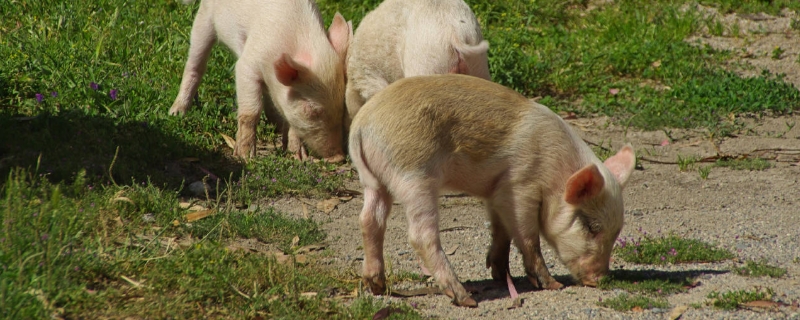 猪的生活习性及行为特点，喜群居爱干净