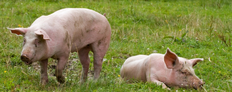 沼液养猪技术，沼液养猪的优势
