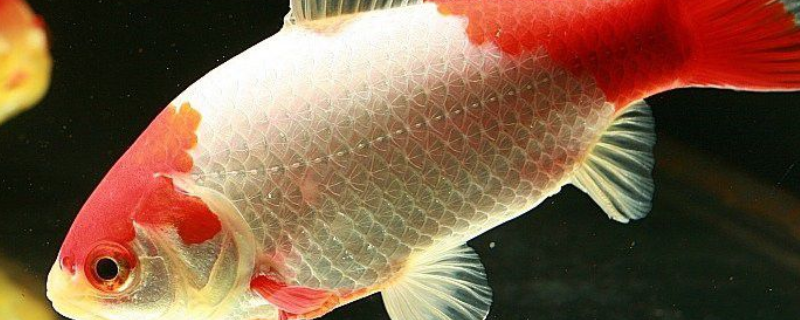 草金鱼的池养技术，及管水防病