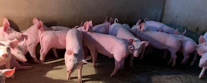 关岭猪高效养殖技术，哺乳仔猪的管理
