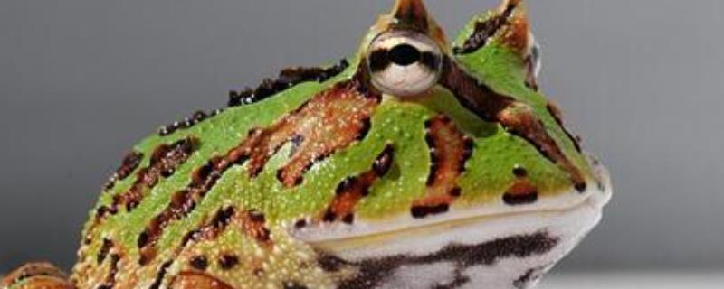 角蛙的生长发育，包括角蛙蝌蚪、角蛙幼体、角蛙成体