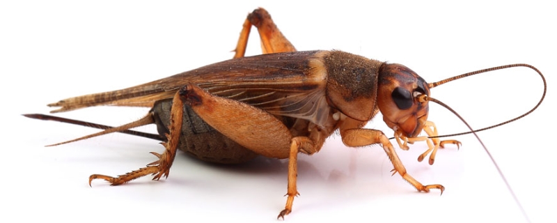 为什么蟋蟀会鸣叫，蟋蟀是怎么鸣叫的