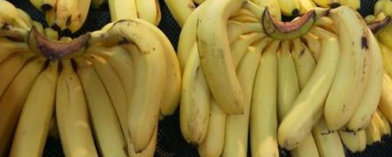 香蕉的栽培技术，香蕉的分布情况