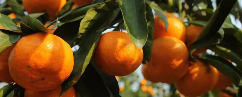 柑橘的种植条件，从温度、光照、水分、地势、土壤等方面入手