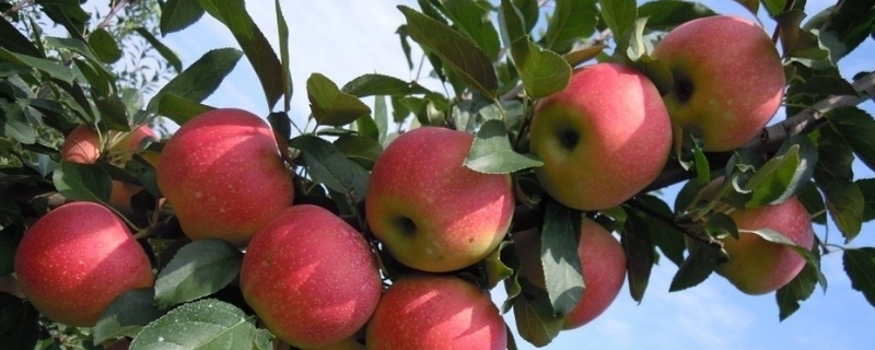 苹果树的寿命有多长？附生长习性和生长条件