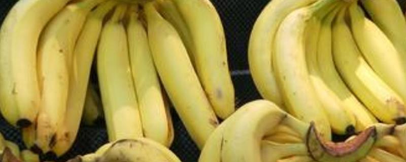 香蕉的产地分布有哪些？香蕉的世界产地分布