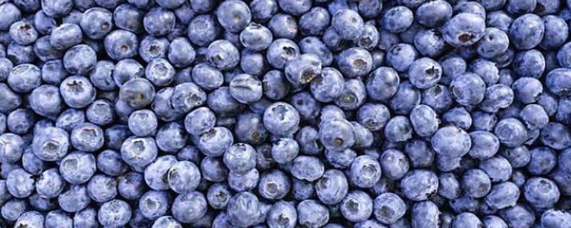 蓝莓的产地分布，蓝莓的培养品种