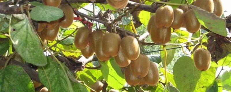 猕猴桃品种分类有哪些？贵长品种果汁含量丰富
