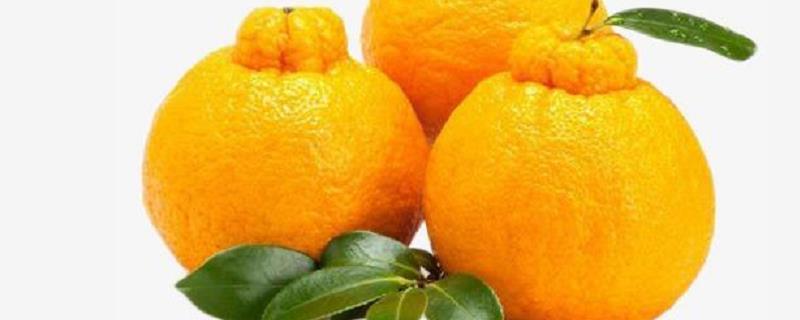 丑橘是转基因吗？附营养价值