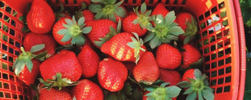 草莓的产地分布有哪些？草莓的生长环境