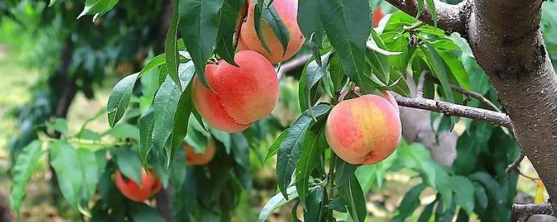 大棚桃树种植技术，附栽培品种