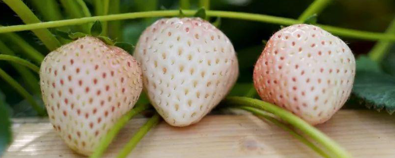 菠萝莓的种植技术，附生长习性