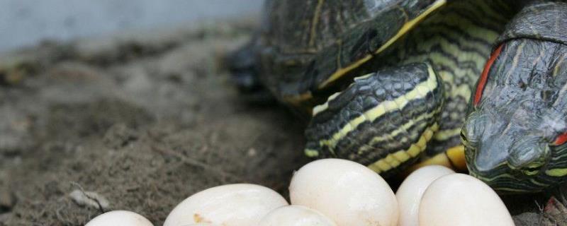 乌龟蛋怎么孵化？附孵化箱的制作