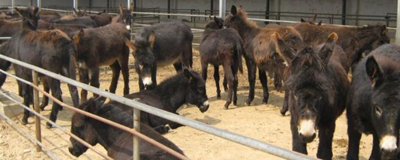 肉驴养殖技术，附养殖场的建设