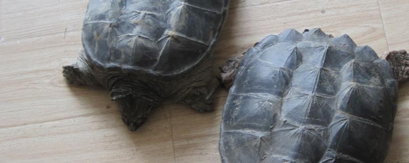 大鳄龟与小鳄龟的区别，附大鳄龟与小鳄龟的生长速度