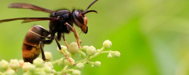 胡蜂的寿命有多长？胡蜂的繁殖习性
