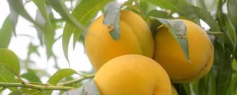 黄桃产地分布有哪些地方？色美而味鲜的桃子，品种甚多