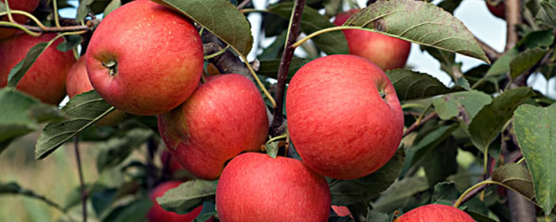 苹果树种植技术，从以下三方面入手