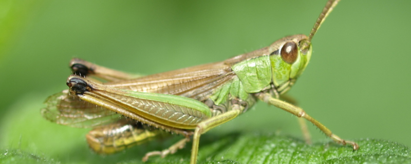 蝗虫的寿命和危害，附蝗虫的生长过程