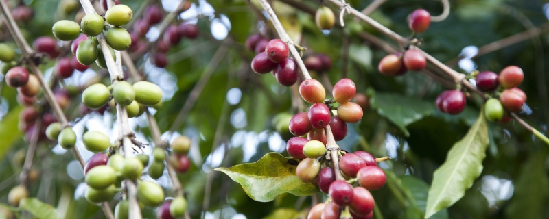 咖啡树种植条件，附生长习性和栽培历史