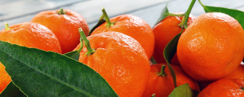 柑橘的病虫害防治技术，附危害症状